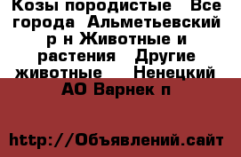 Козы породистые - Все города, Альметьевский р-н Животные и растения » Другие животные   . Ненецкий АО,Варнек п.